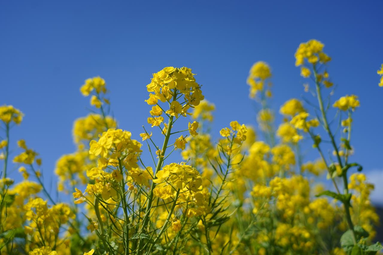 菜の花