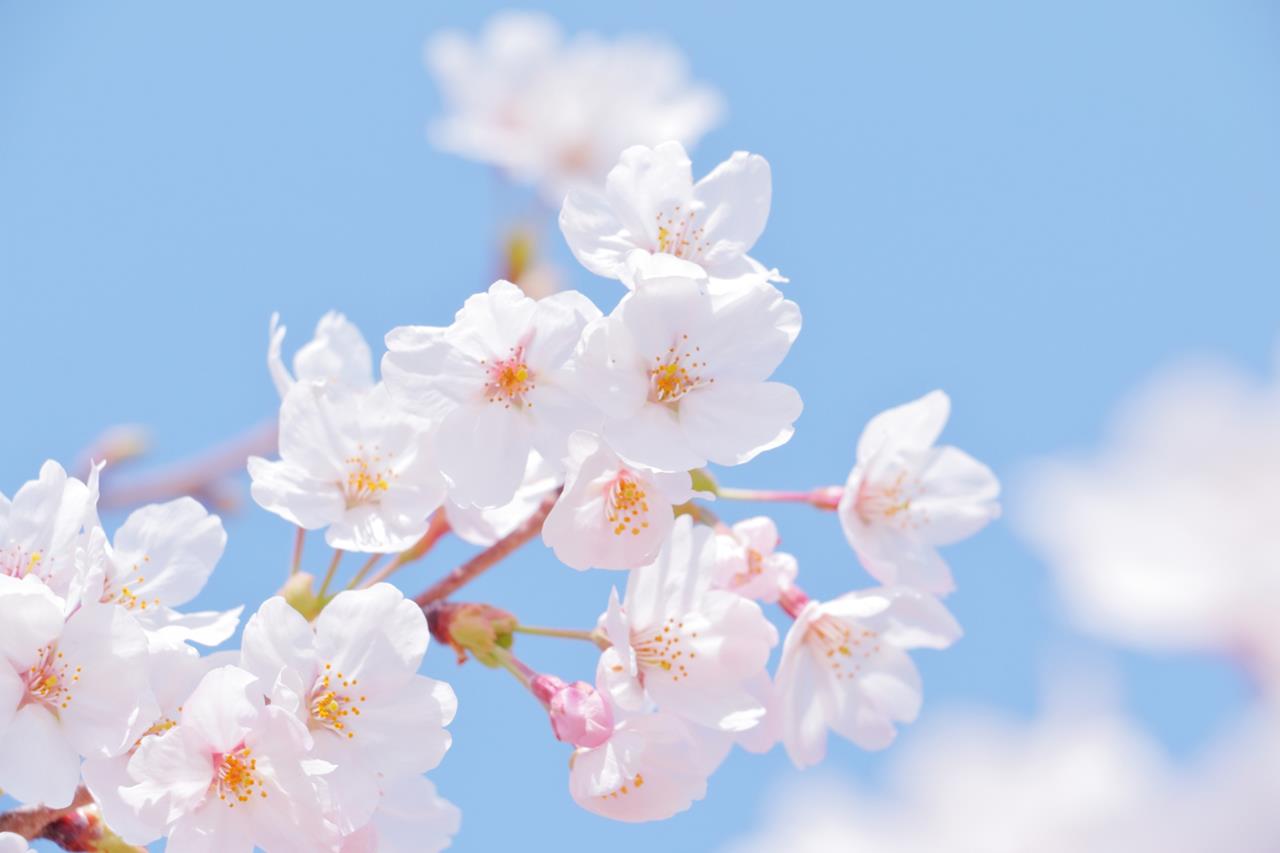 桜