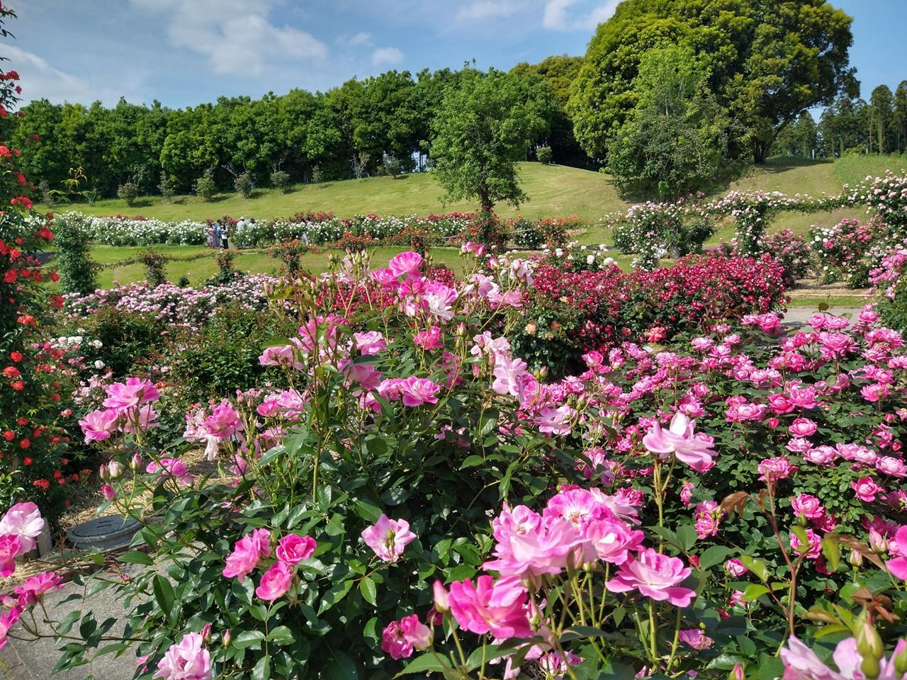 かのやばら園（霧島ヶ丘公園）のバラの見頃、開花状況まとめ