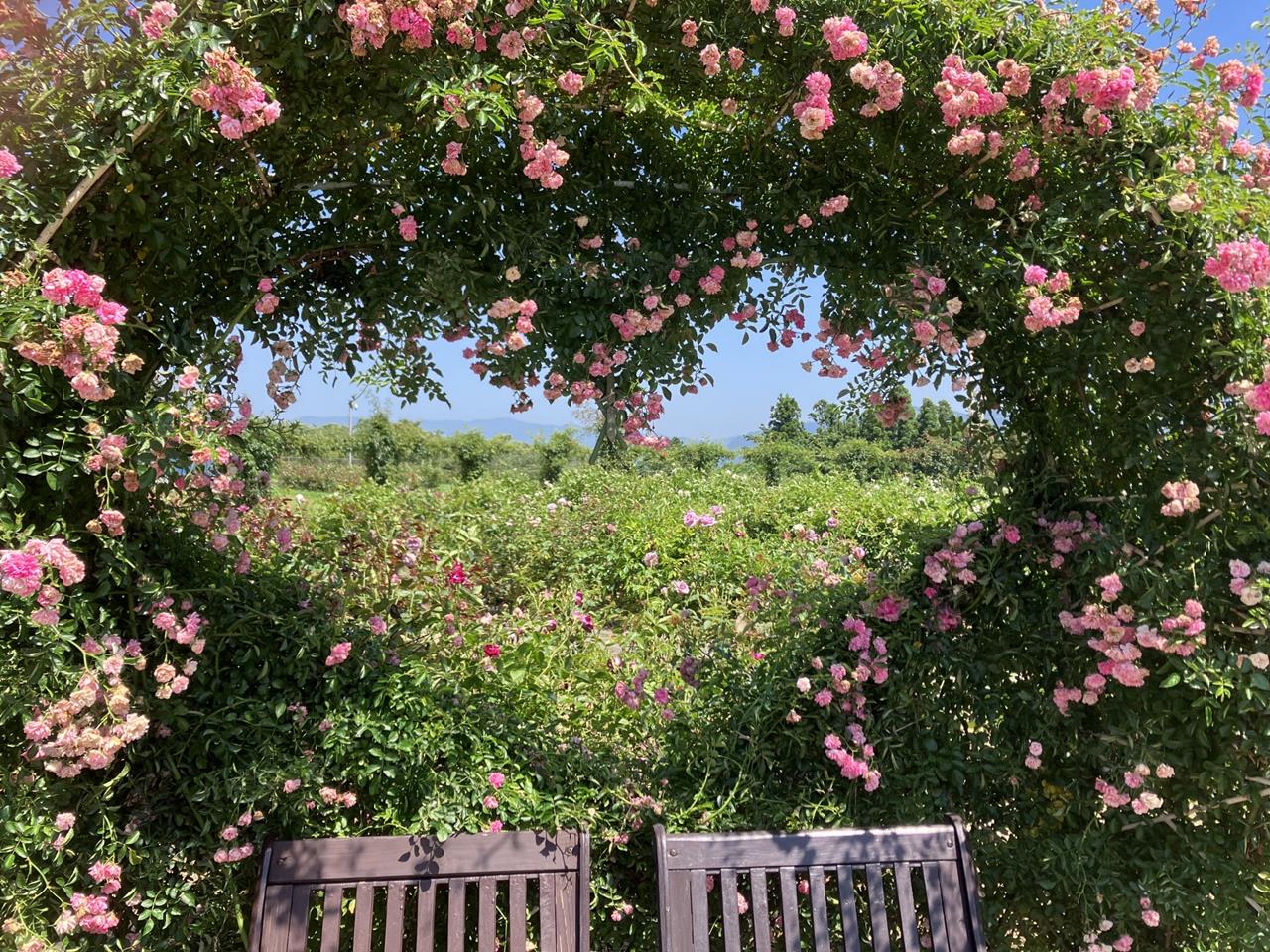 かのやばら園（霧島ヶ丘公園）のバラの見頃、開花状況まとめ