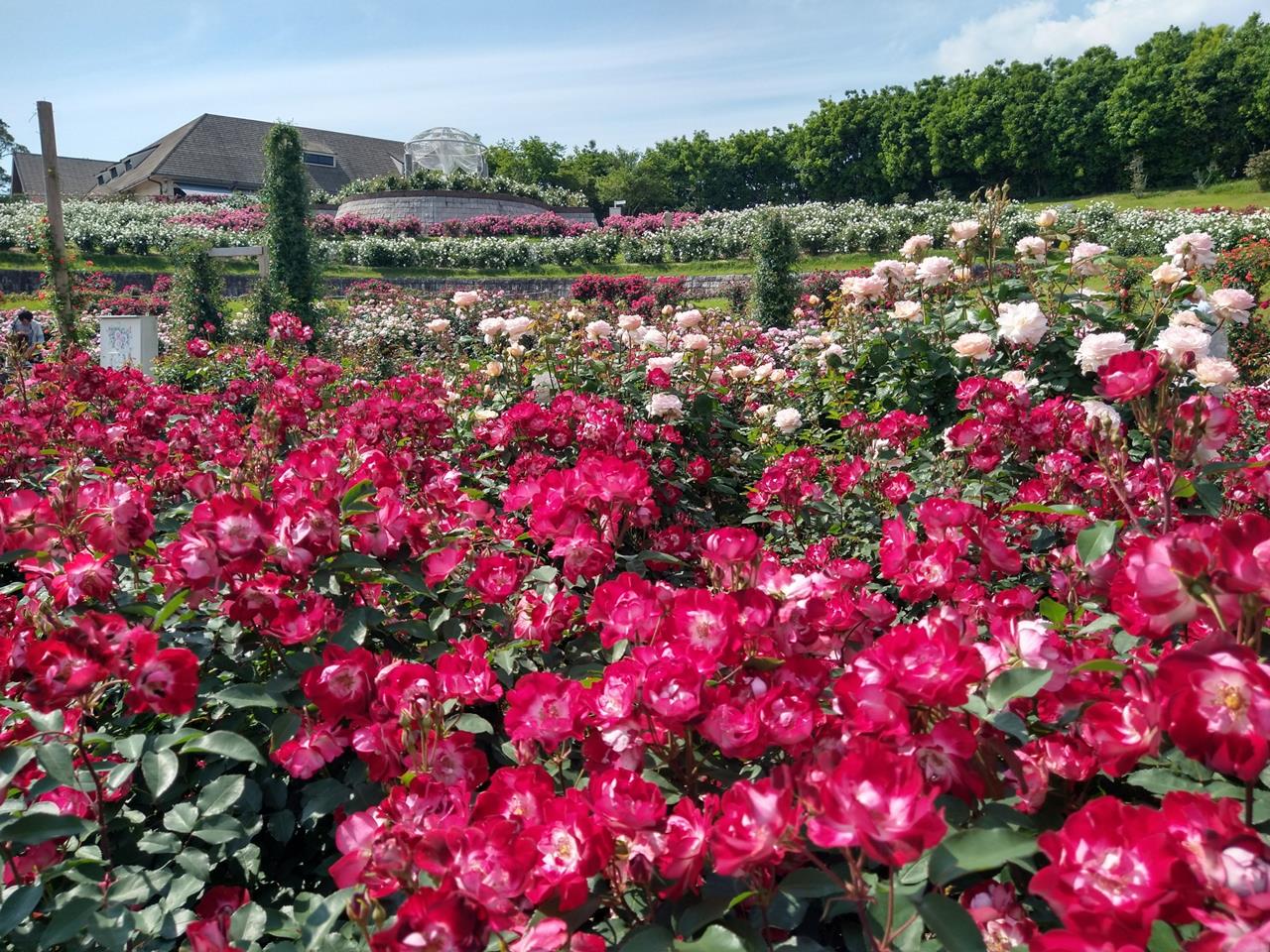 かのやばら園（霧島ヶ丘公園）のバラの見頃、開花状況まとめ