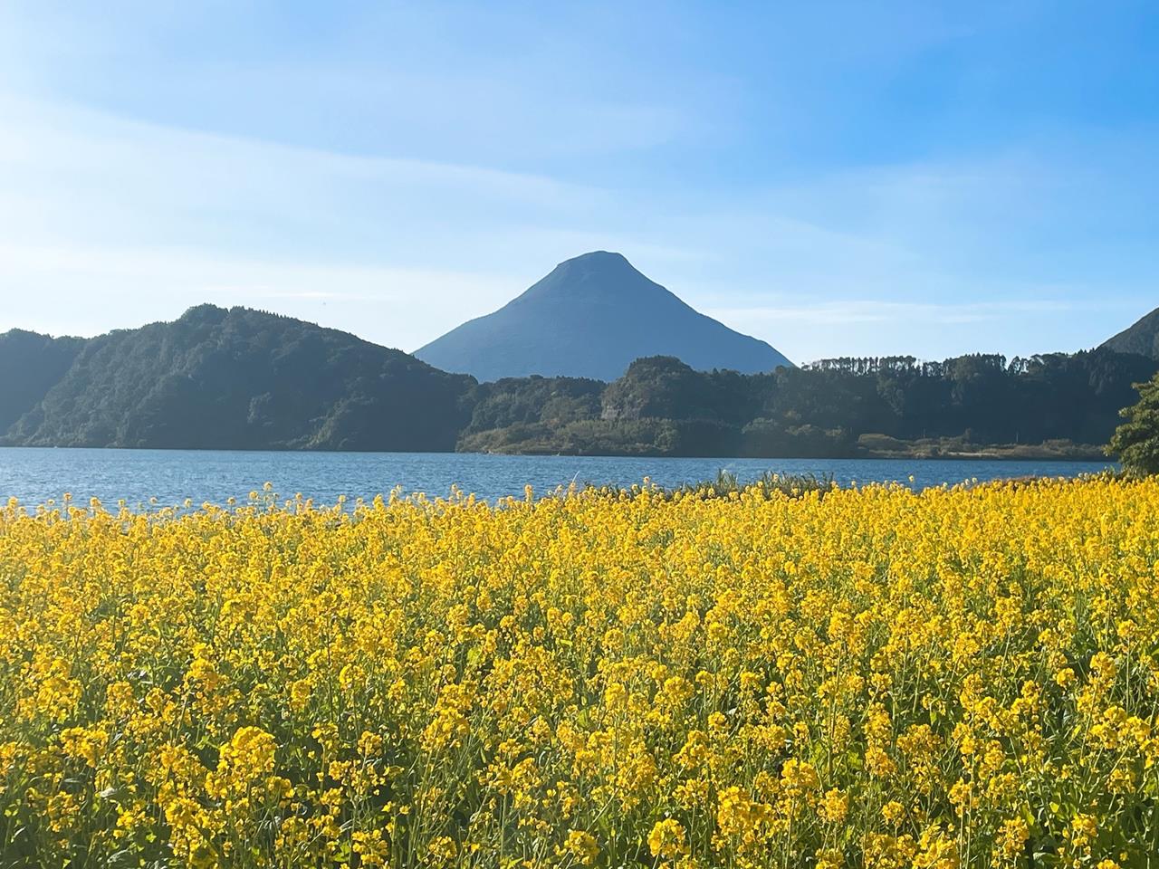 池田湖の菜の花の見頃、開花状況まとめ