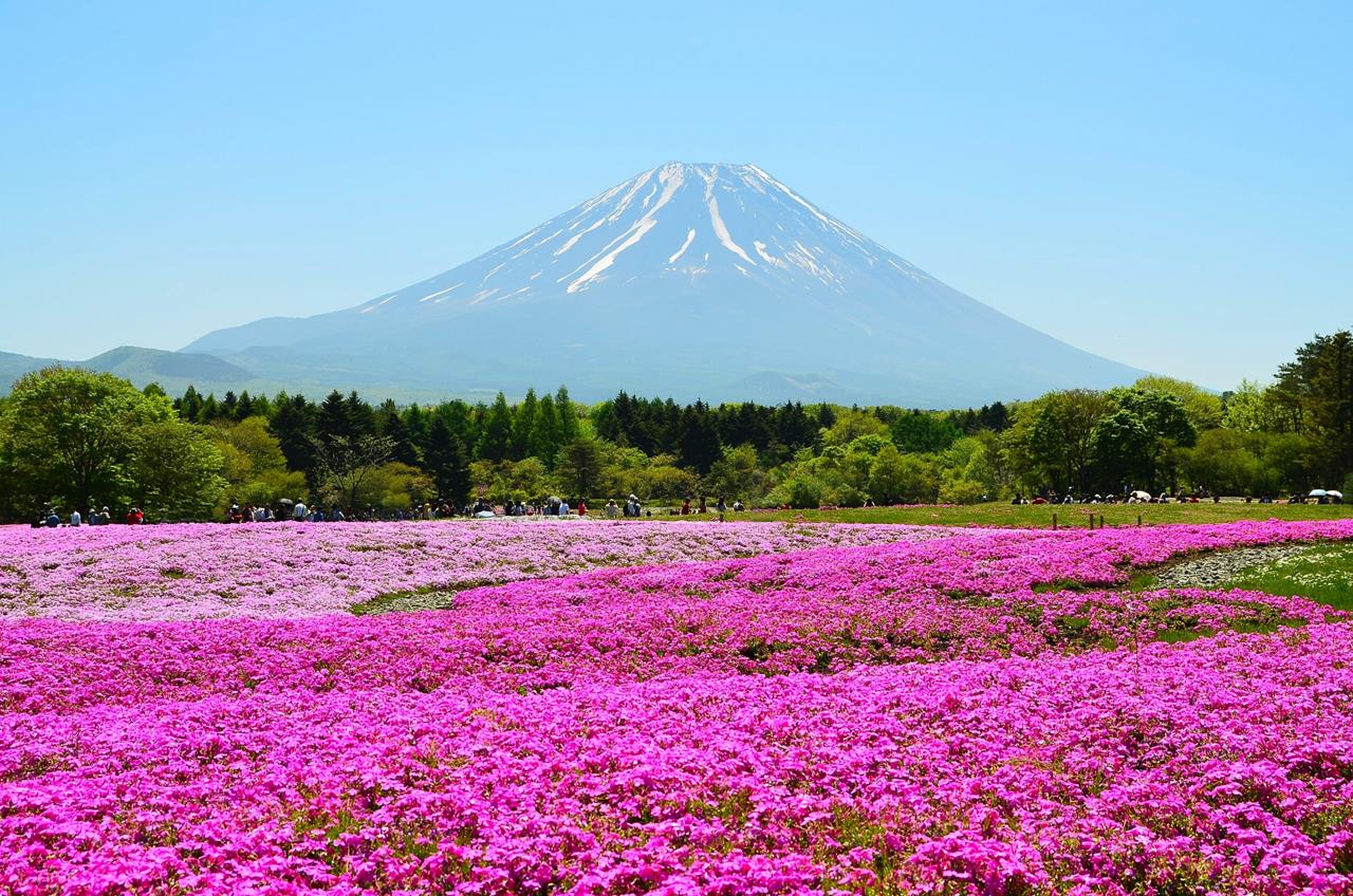 芝桜