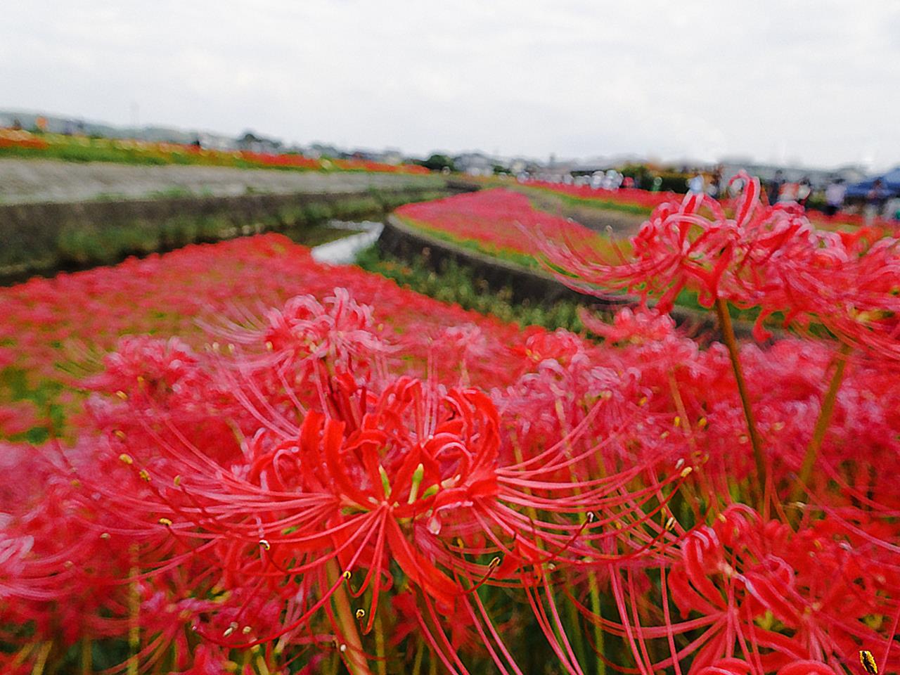 矢勝川の彼岸花の見頃、開花状況まとめ