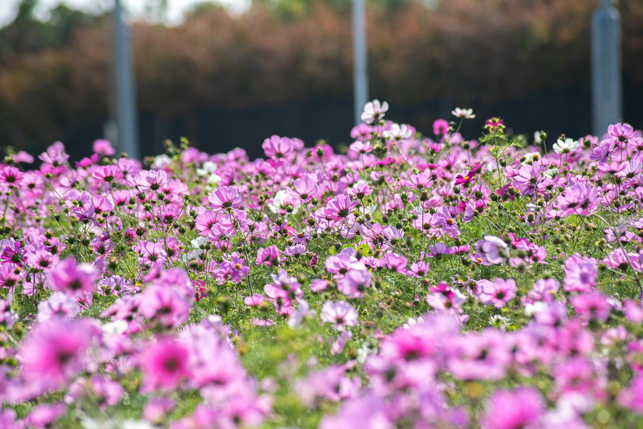 読谷村コスモス畑のコスモスの見頃、開花状況まとめ