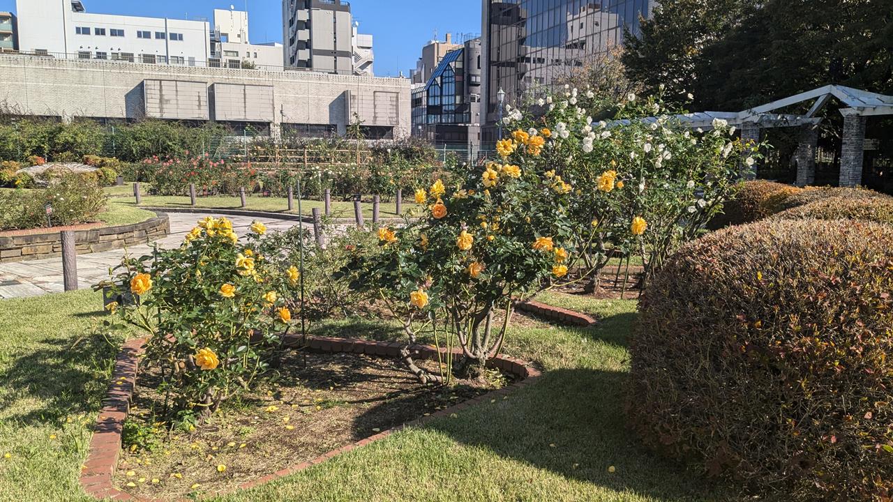 本郷給水所公苑のバラの見頃まとめ