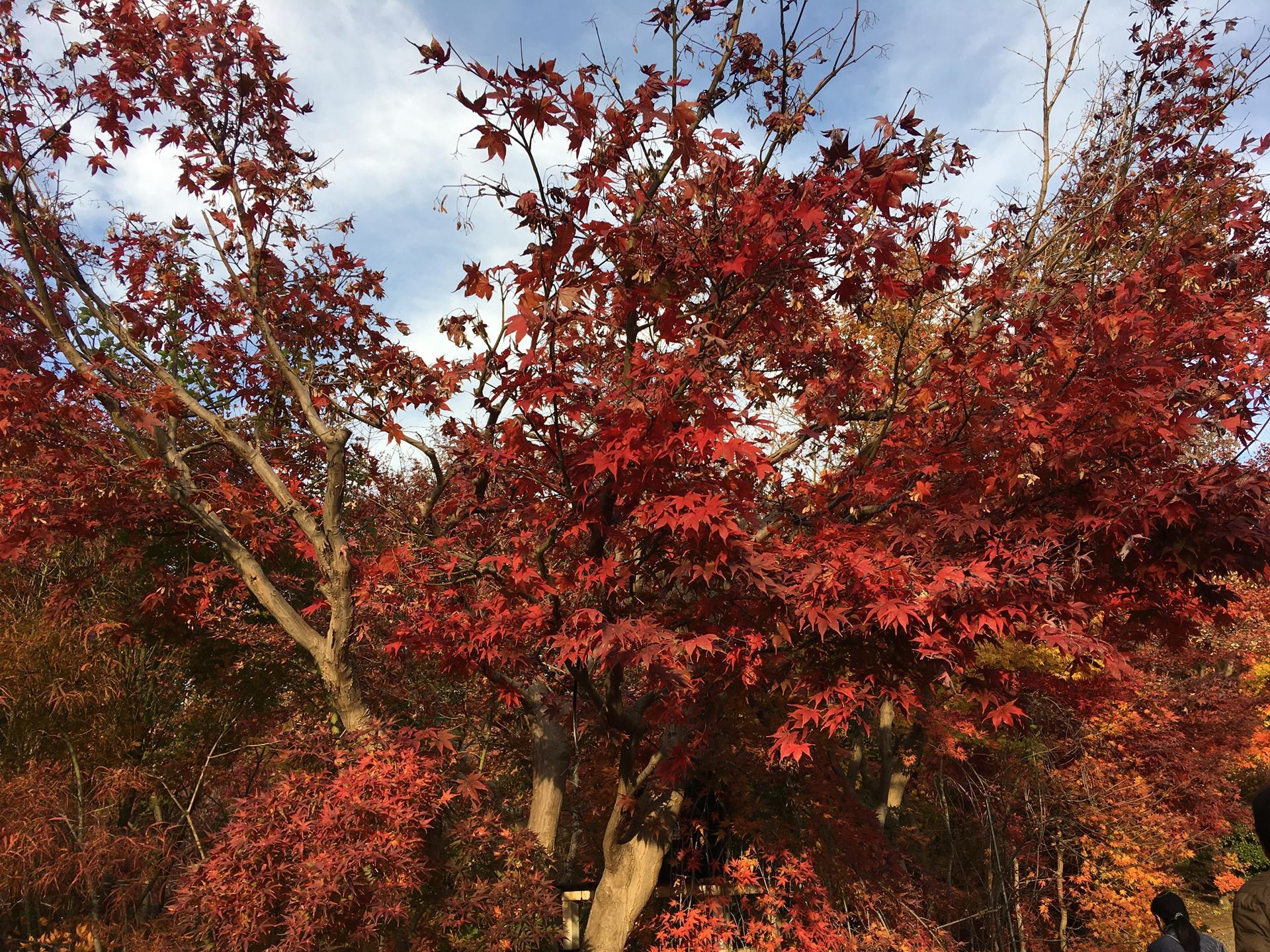 小林もみじ園