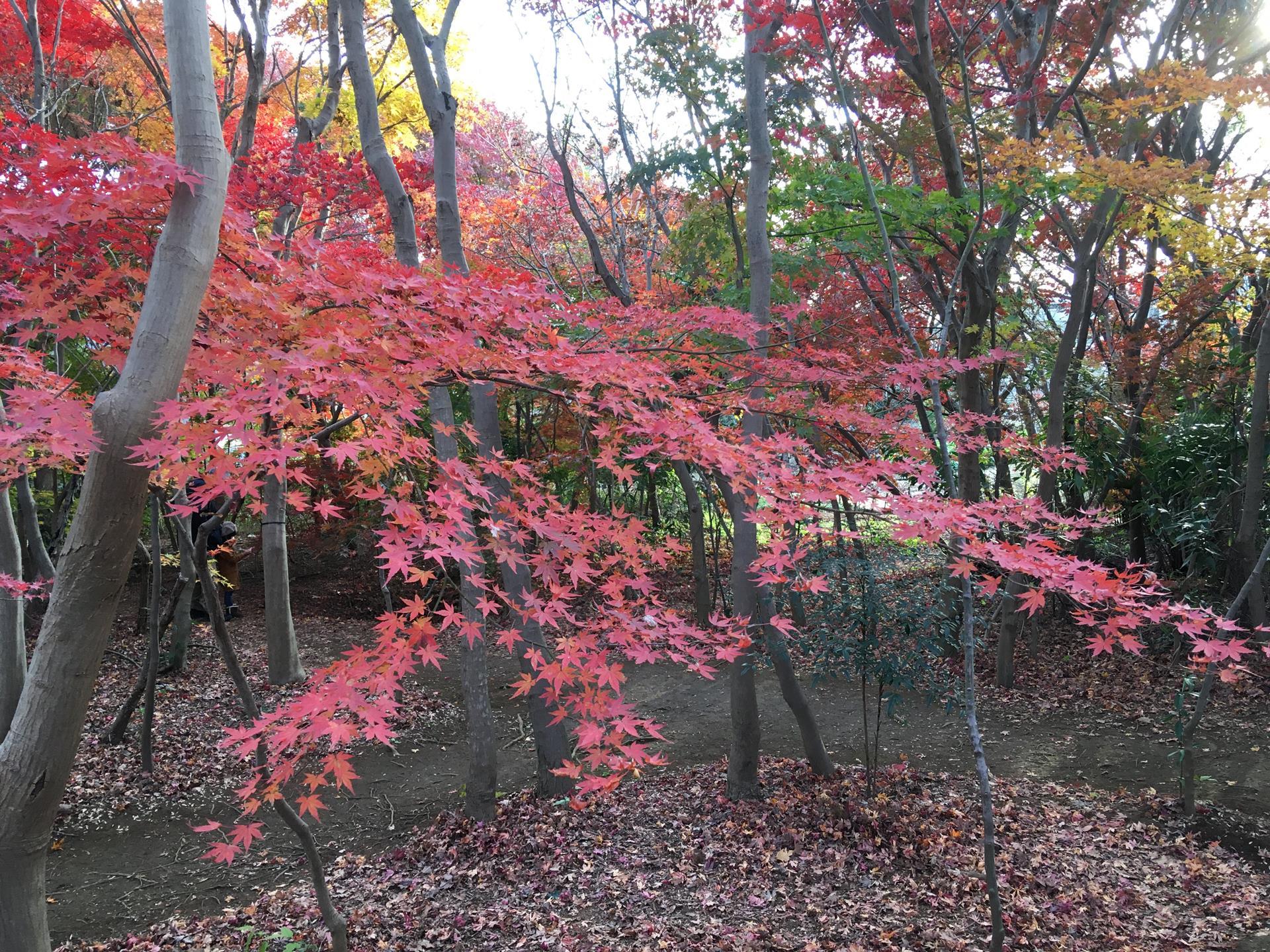 小林もみじ園