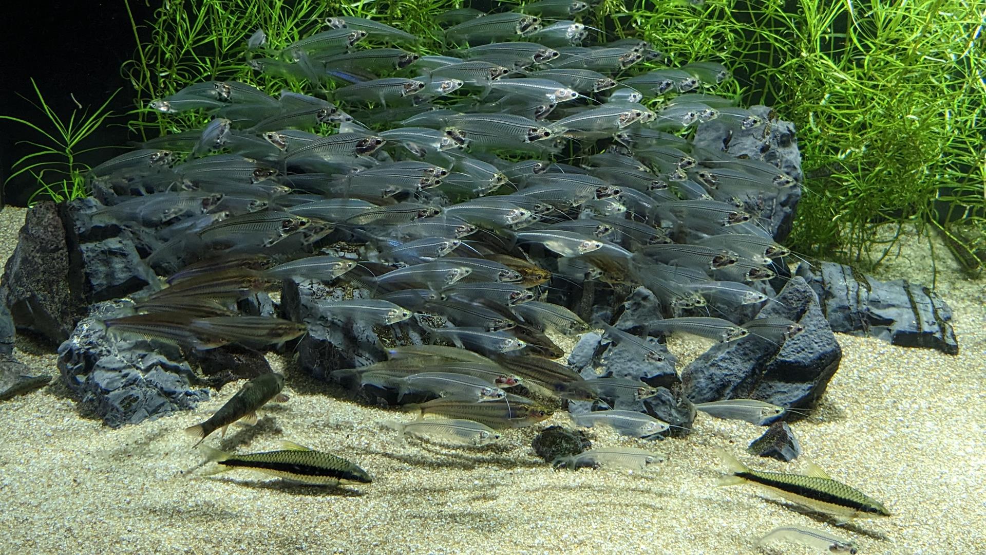 カワスイ 川崎水族館