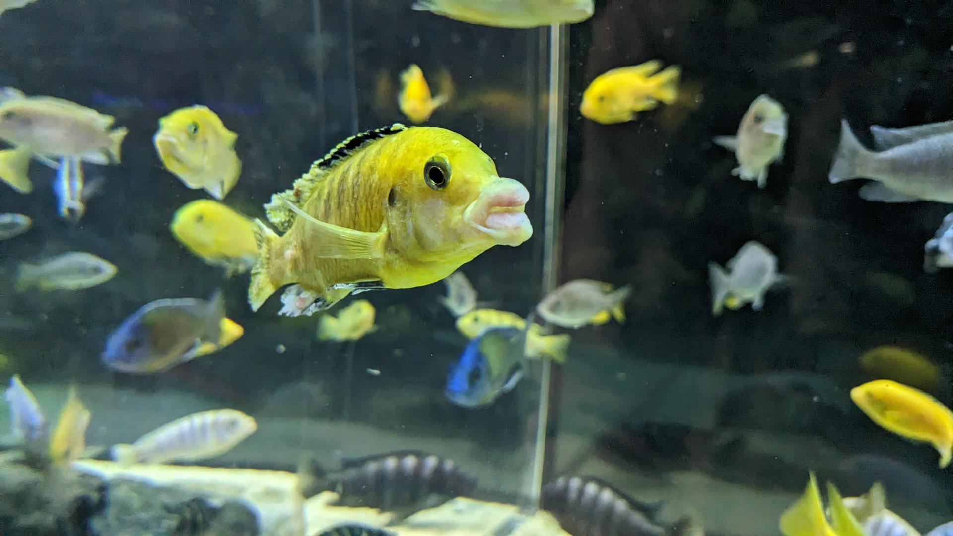 カワスイ 川崎水族館の「ナゾスイ(謎解き)」でのんびり大人デートをしてきた