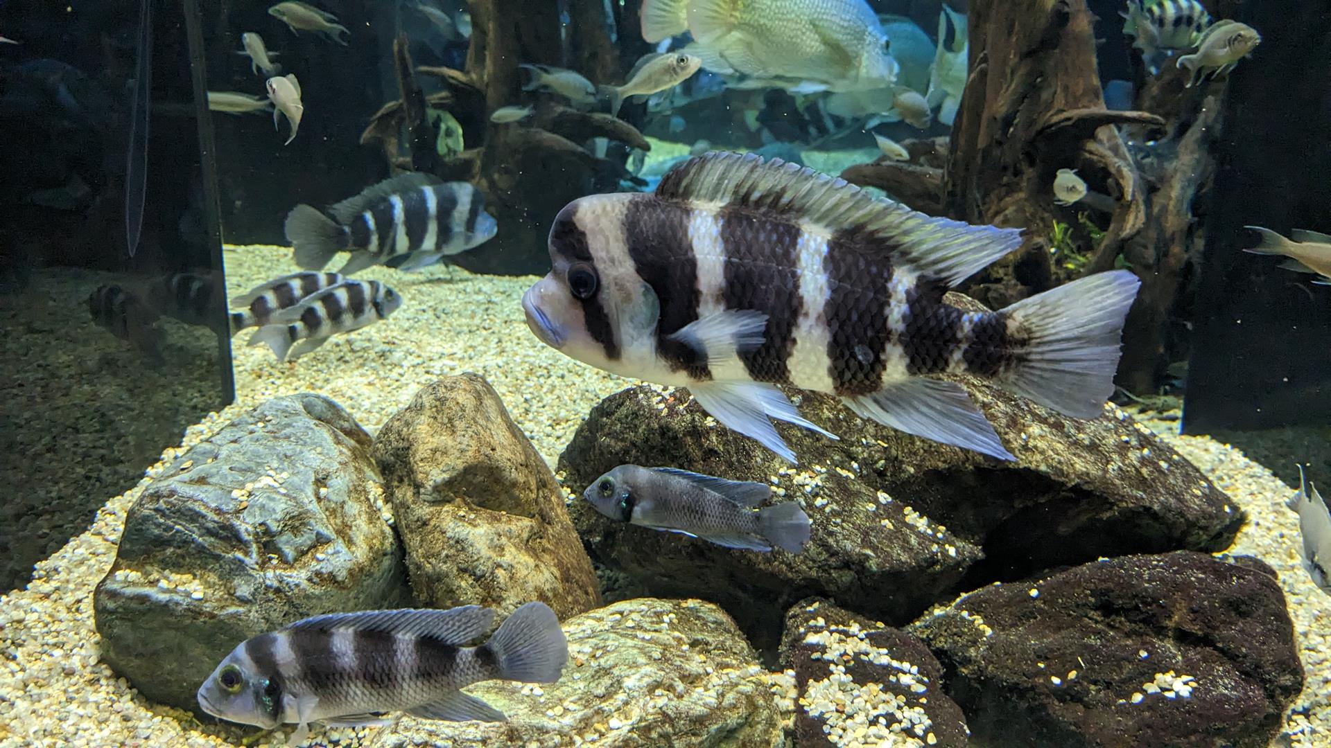 カワスイ 川崎水族館の「ナゾスイ(謎解き)」でのんびり大人デートをしてきた