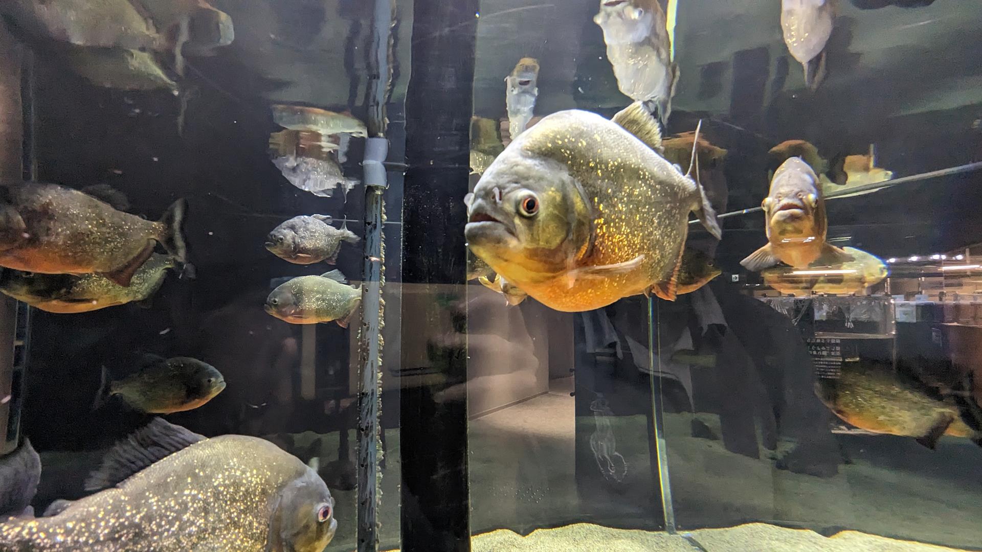 カワスイ 川崎水族館の「ナゾスイ(謎解き)」でのんびり大人デートをしてきた