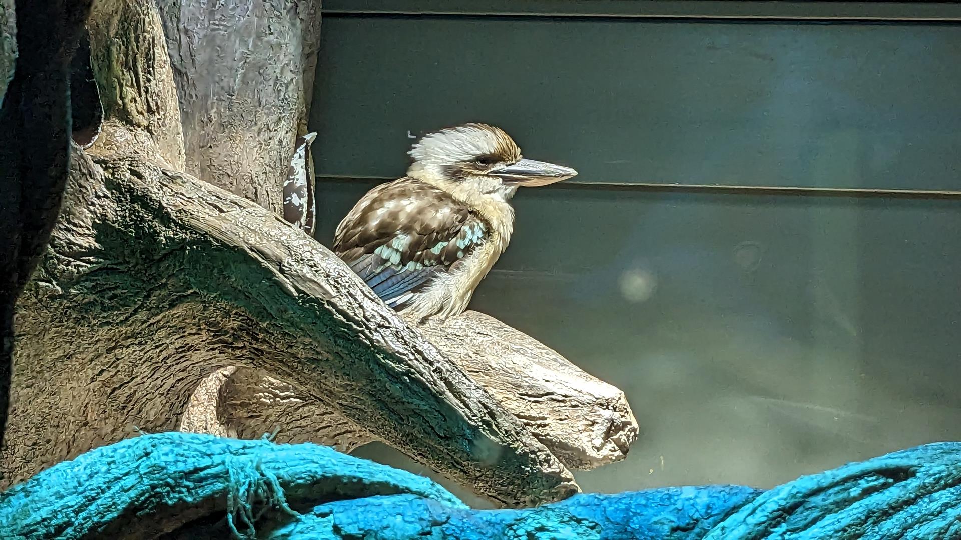 カワスイ 川崎水族館