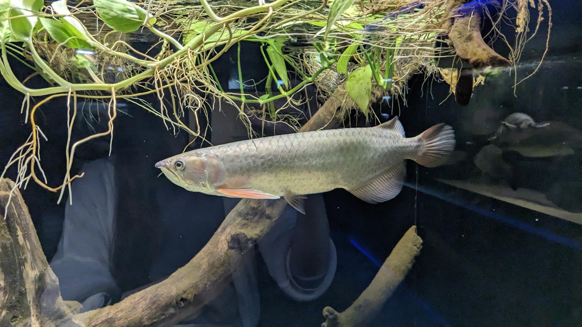 カワスイ 川崎水族館