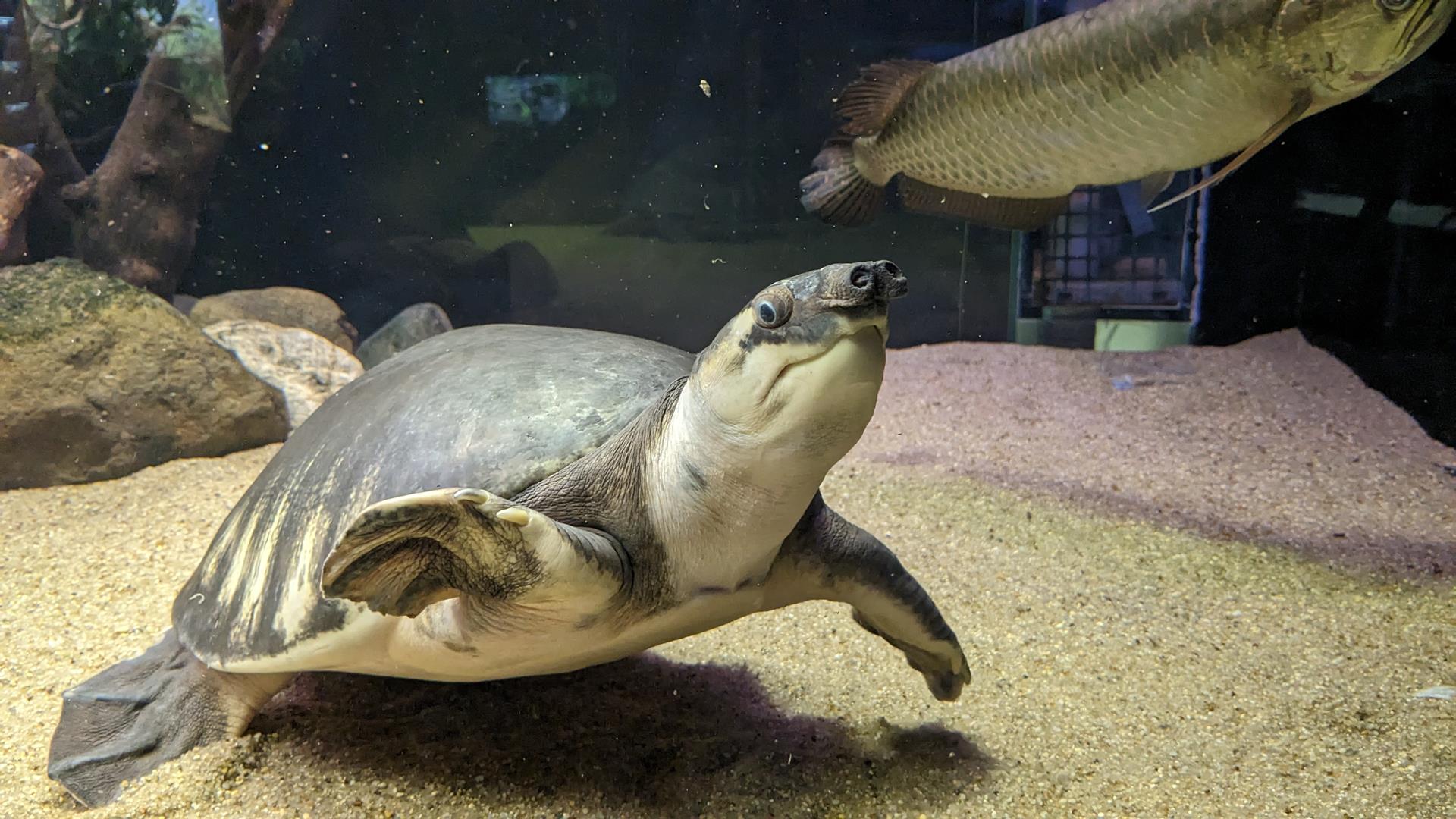 カワスイ 川崎水族館の「ナゾスイ(謎解き)」でのんびり大人デートをしてきた