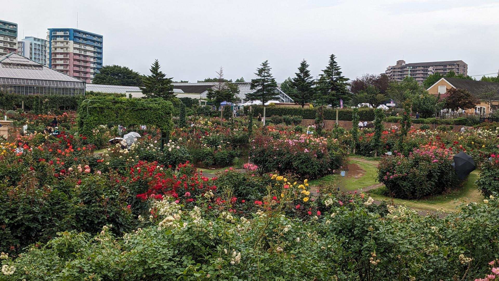 京成バラ園のブログ画像