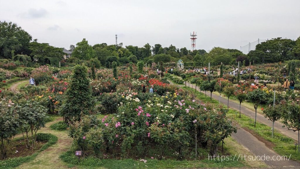 京成バラ園のブログ画像