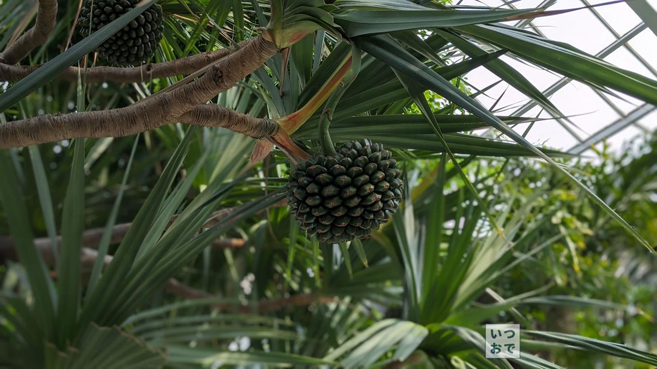 板橋区立熱帯環境植物館のブログ画像