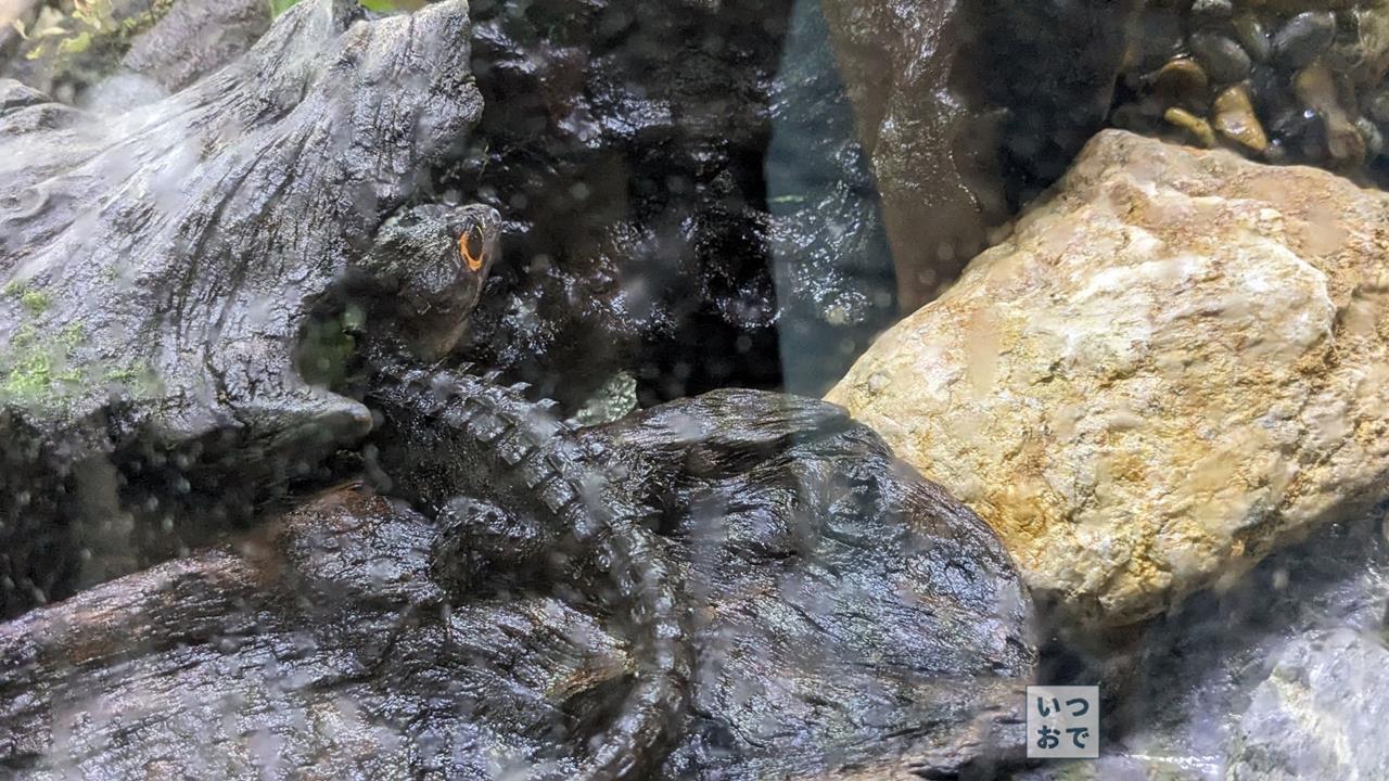 板橋区立熱帯環境植物館のブログ画像