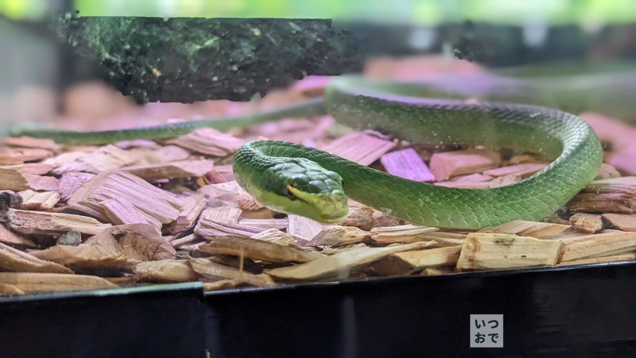 板橋区立熱帯環境植物館のブログ画像