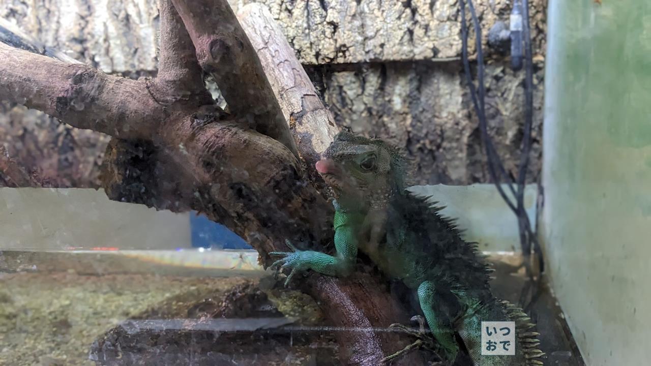 板橋区立熱帯環境植物館のブログ画像