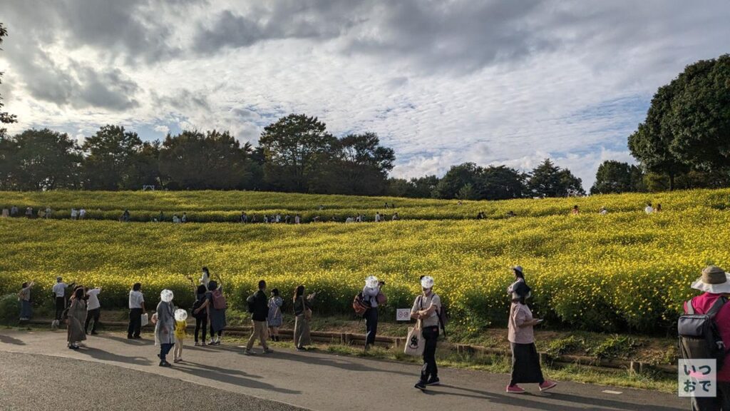 昭和記念公園の黄色いコスモスのブログ画像