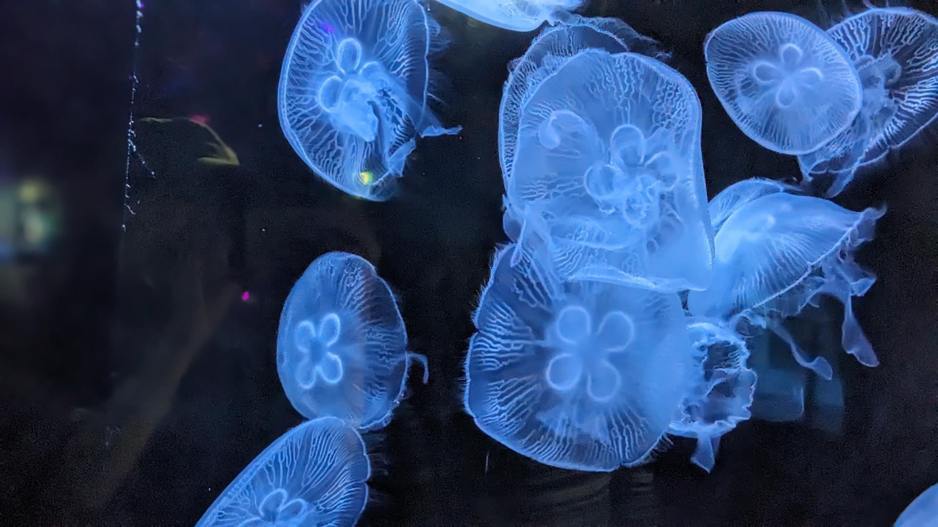八景島シーパラダイスのアクアミュージアムのブログ画像