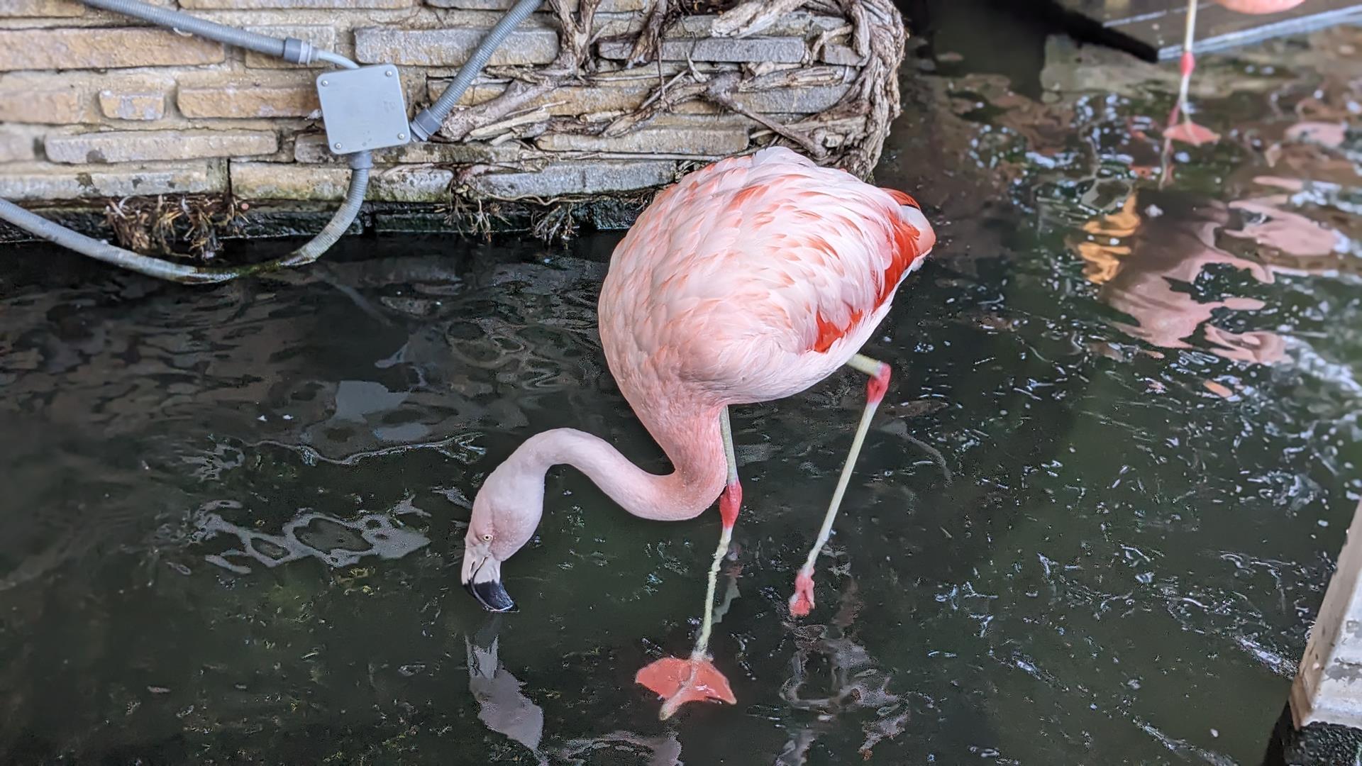 八景島シーパラダイスのアクアミュージアムのブログ画像