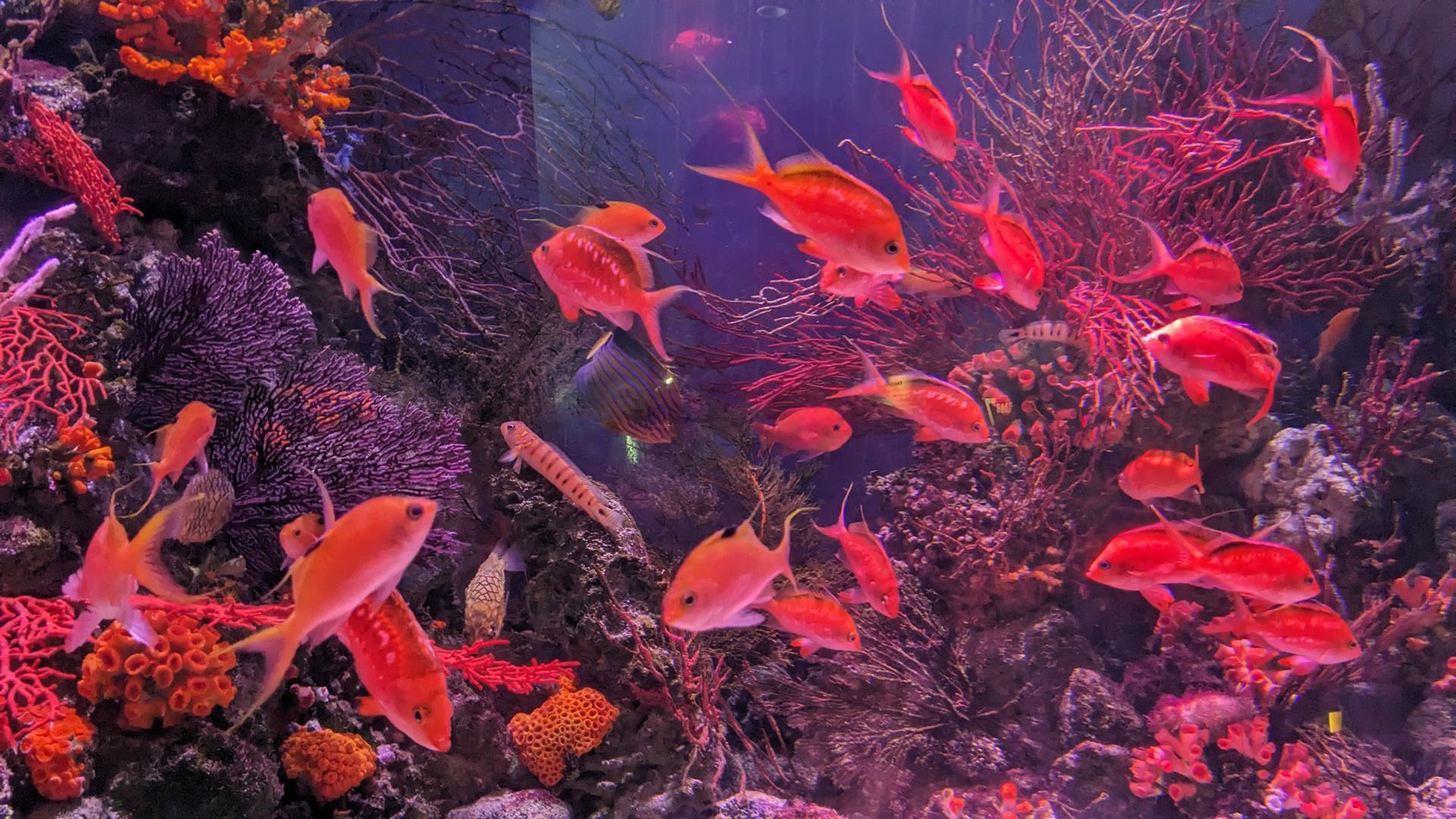 八景島シーパラダイスのアクアミュージアムのブログ画像