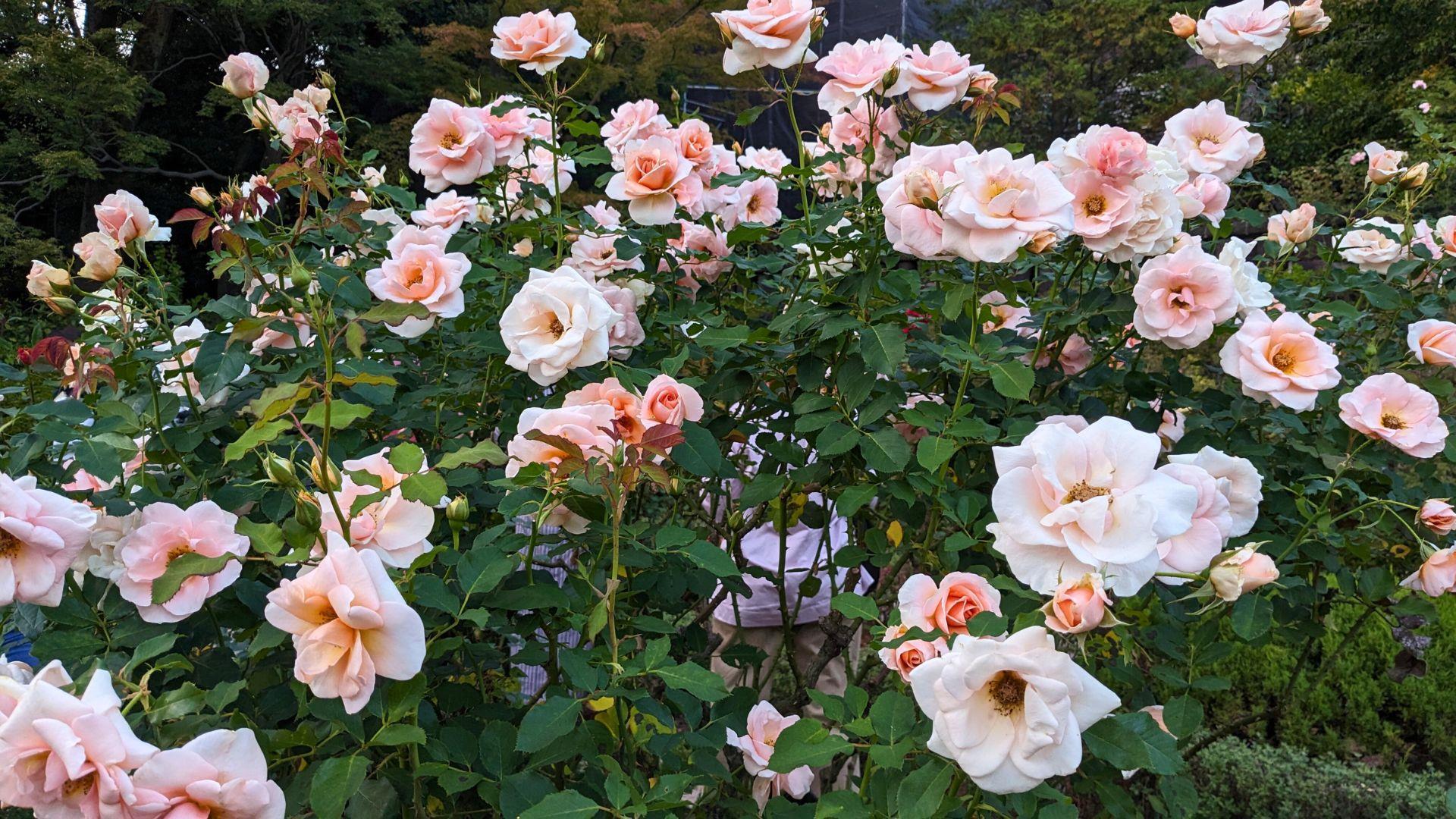 旧古河庭園の秋バラがハイクオリティで美しかったレポ