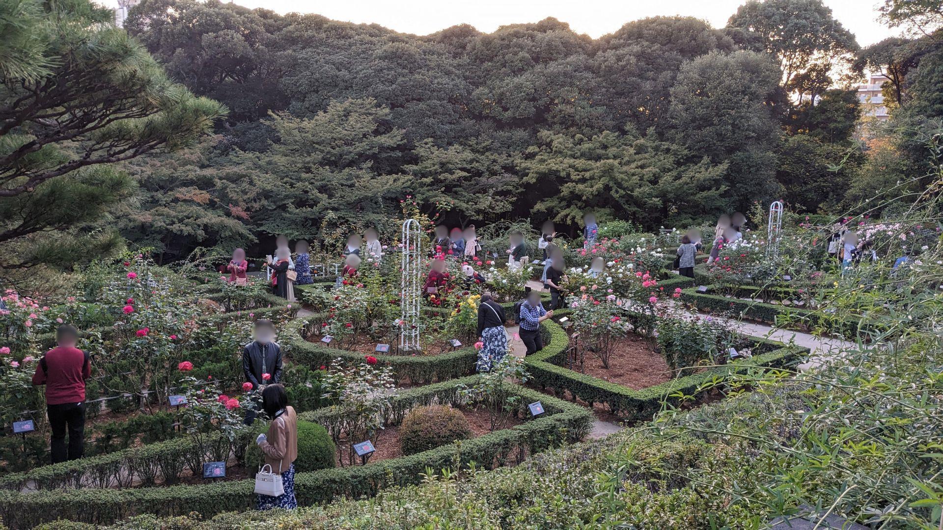 旧古河庭園の秋バラがハイクオリティで美しかったレポ
