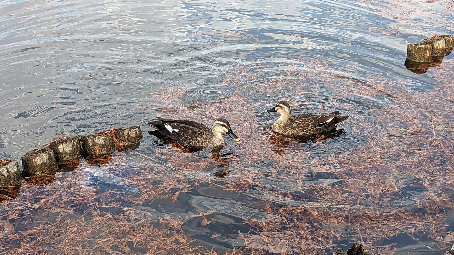 舎人公園の紅葉のブログ画像