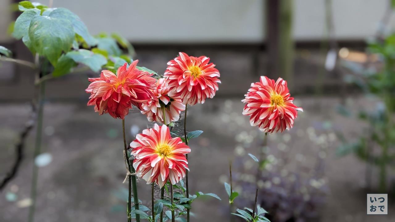 上野東照宮ぼたん苑のダリアのブログ画像