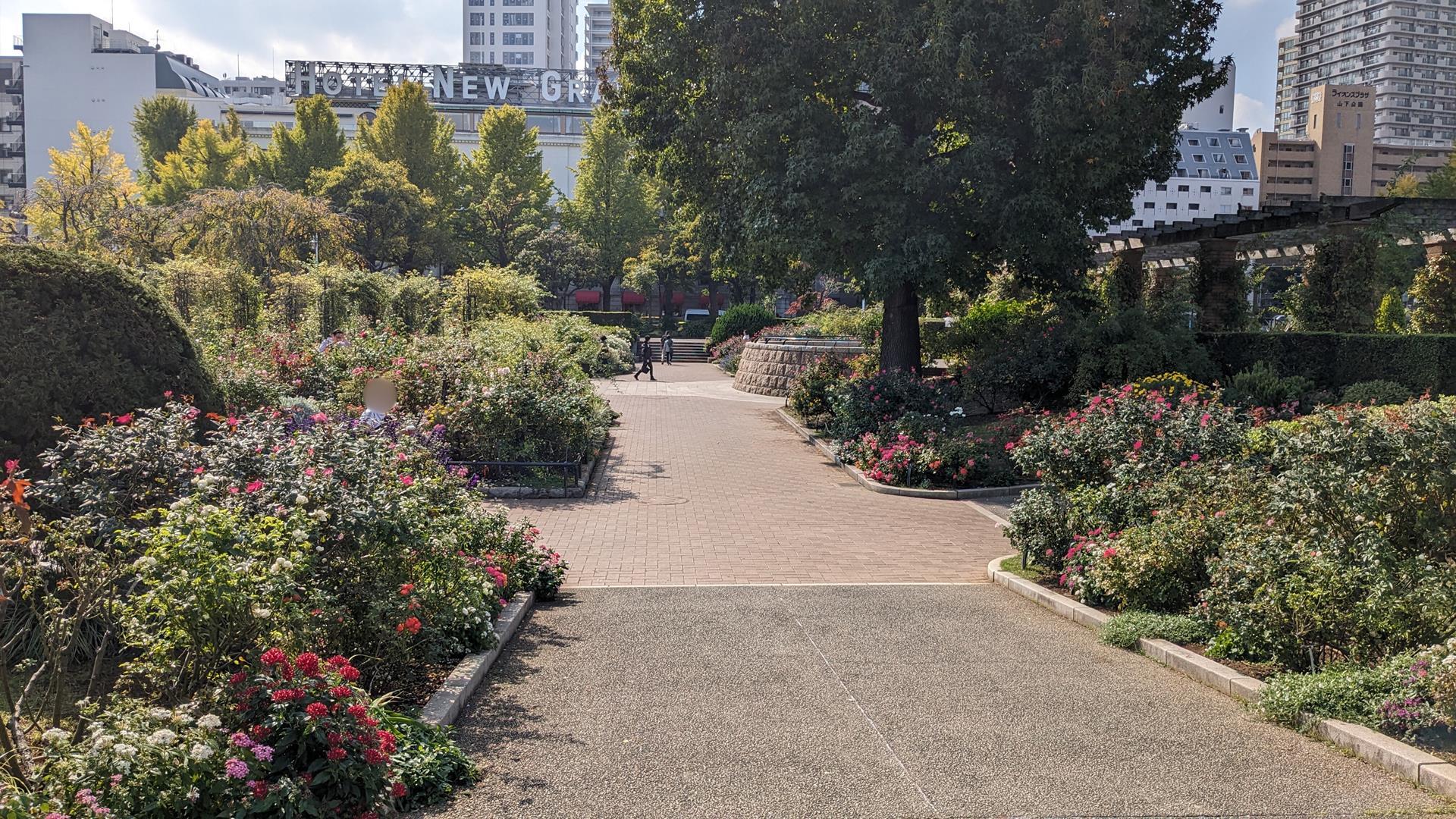 山下公園のバラのブログ画像