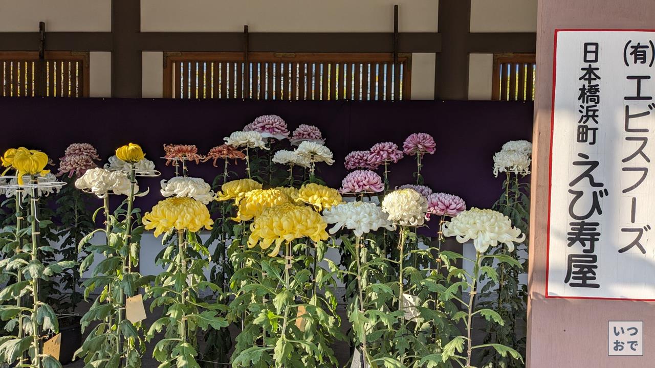 湯島天神菊まつりのブログ画像