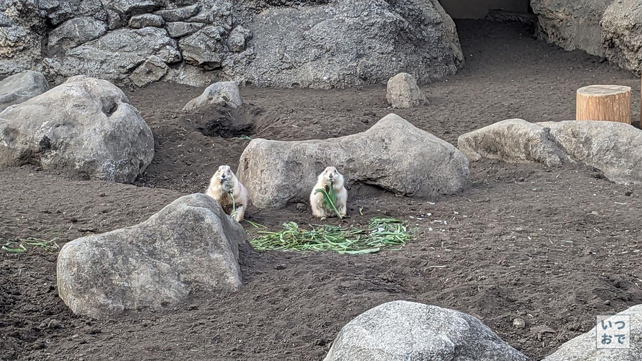 江戸川区自然動物園のブログ画像