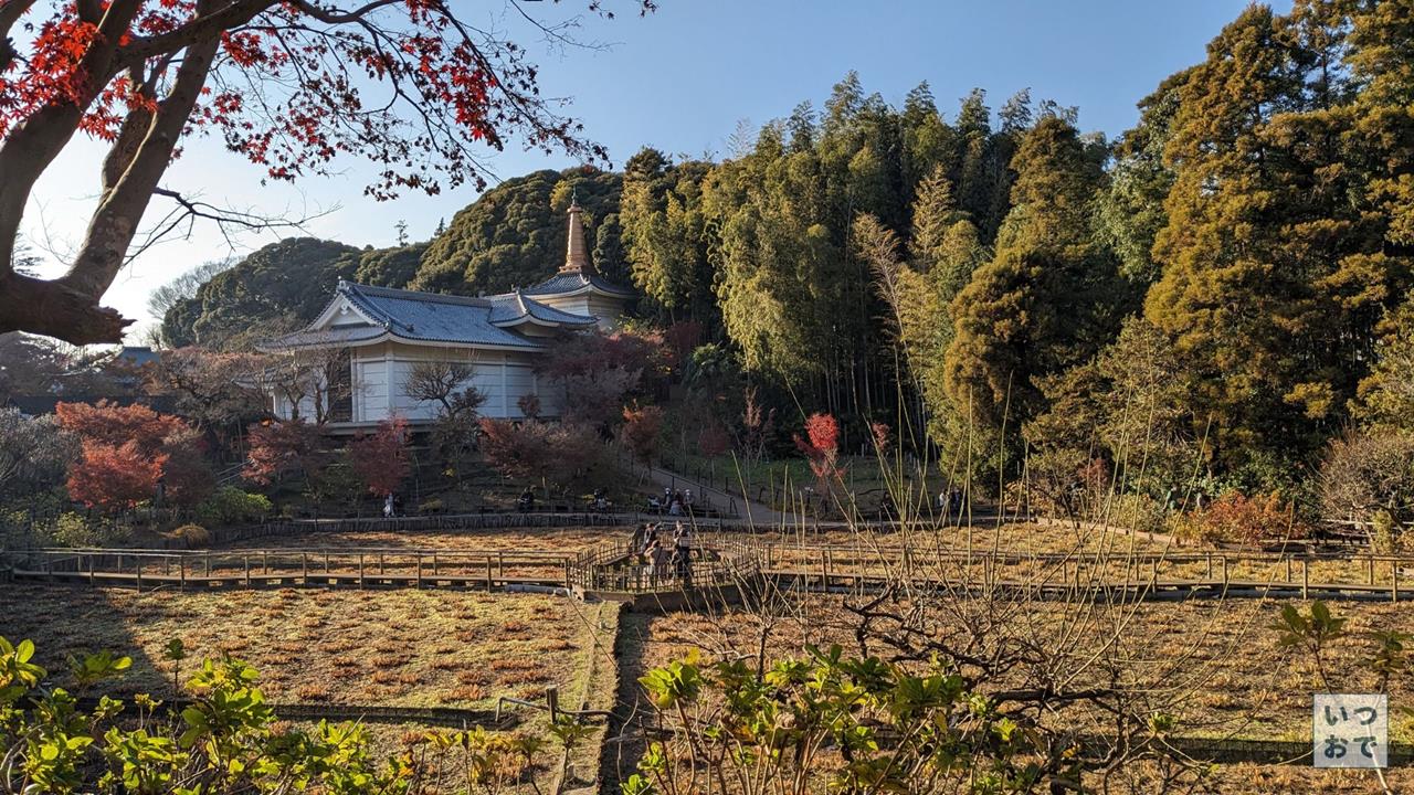 本土寺の紅葉のブログ画像