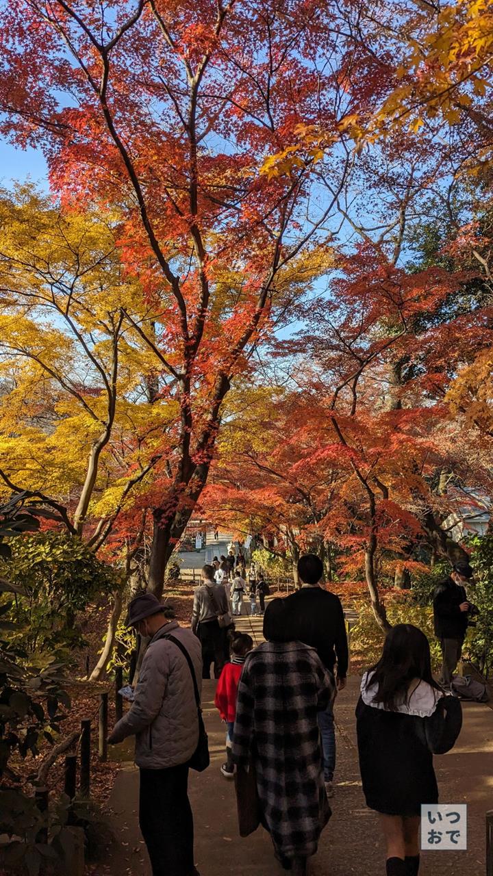 本土寺の紅葉のブログ画像