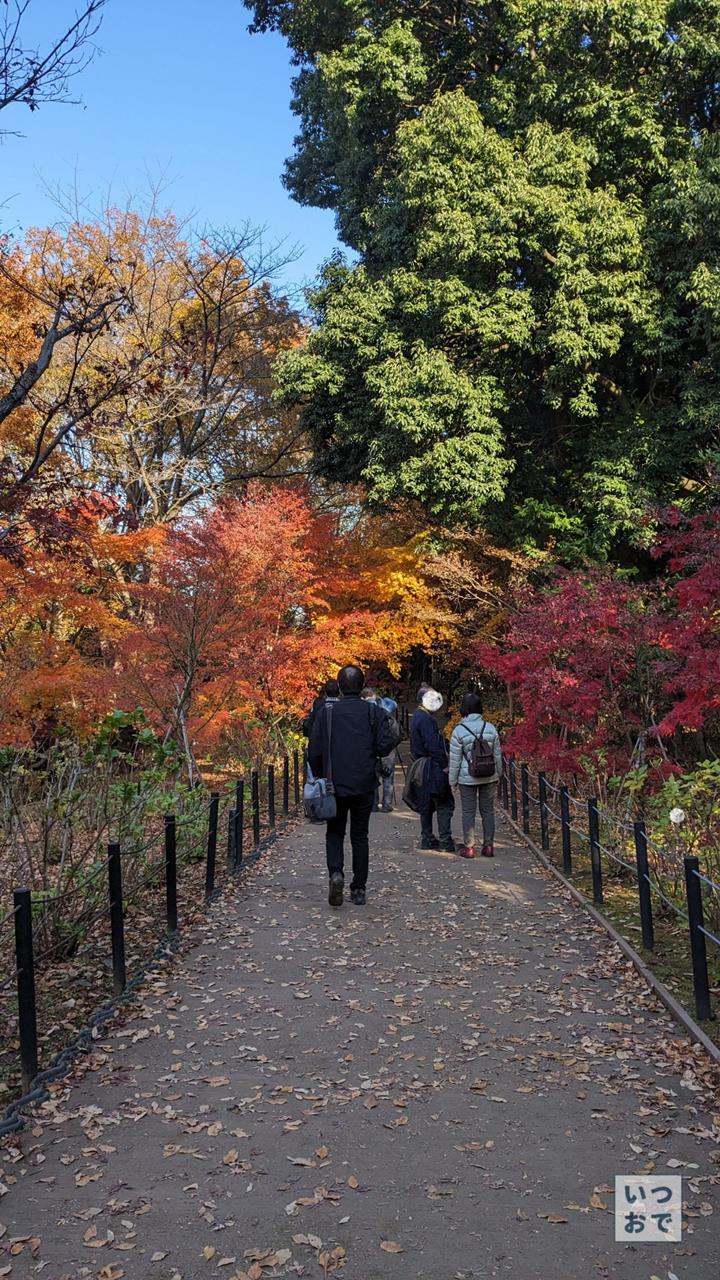 本土寺の紅葉のブログ画像