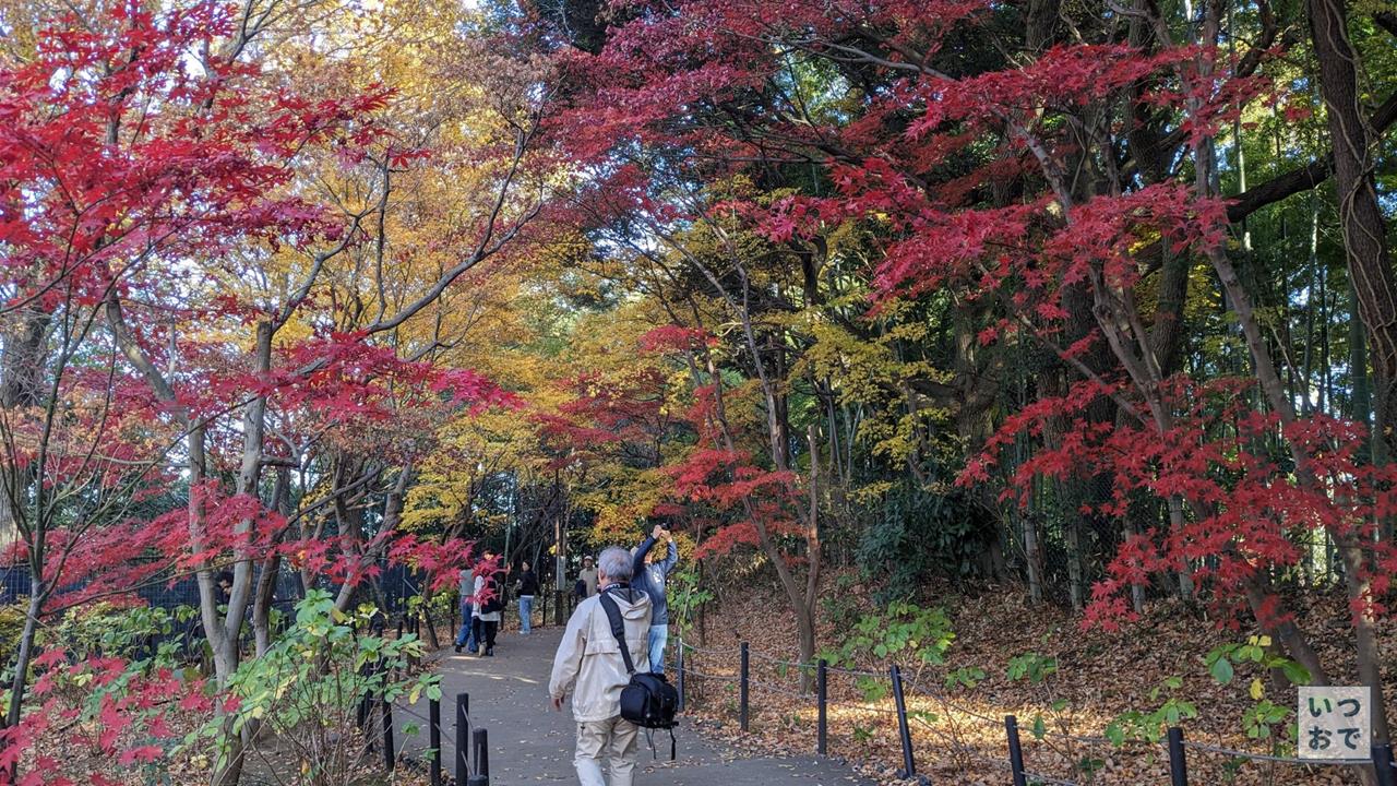 本土寺の紅葉のブログ画像