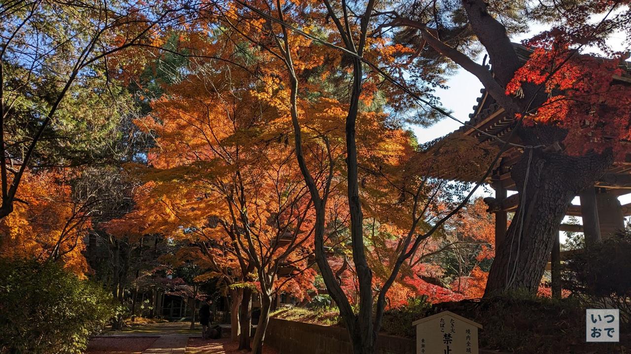 東漸寺の紅葉のブログ画像