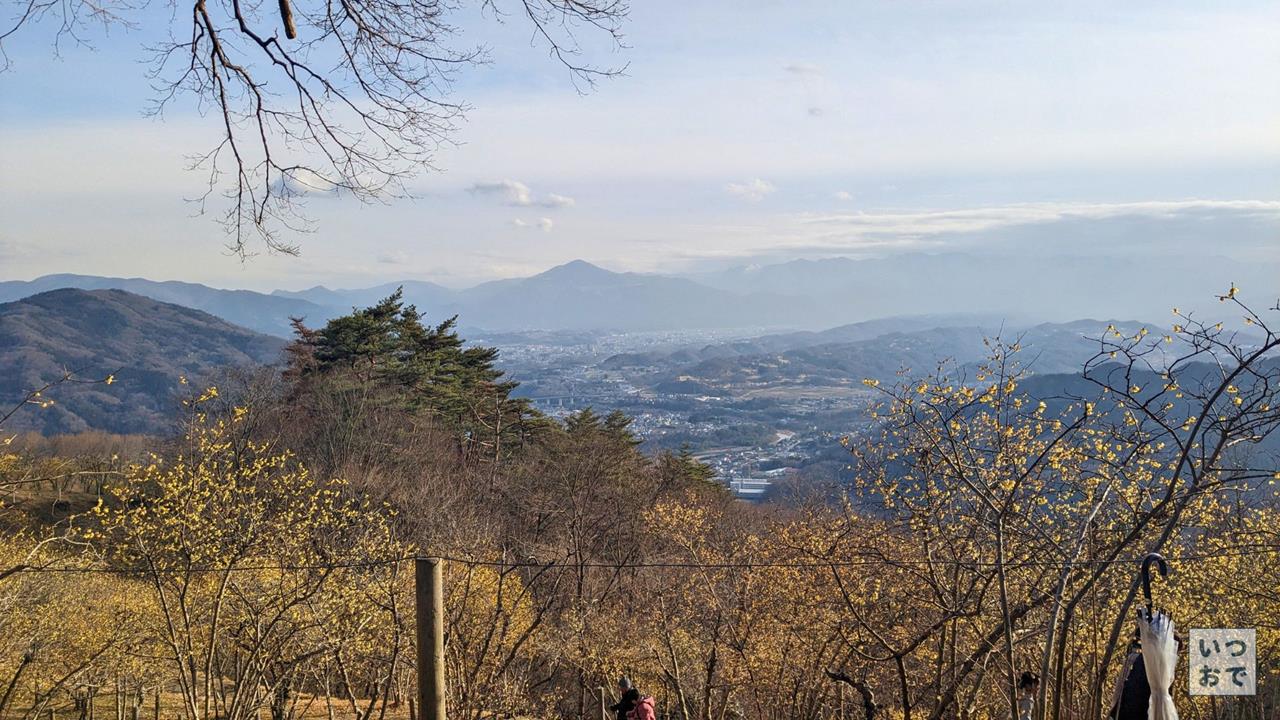 宝登山のロウバイのブログ画像