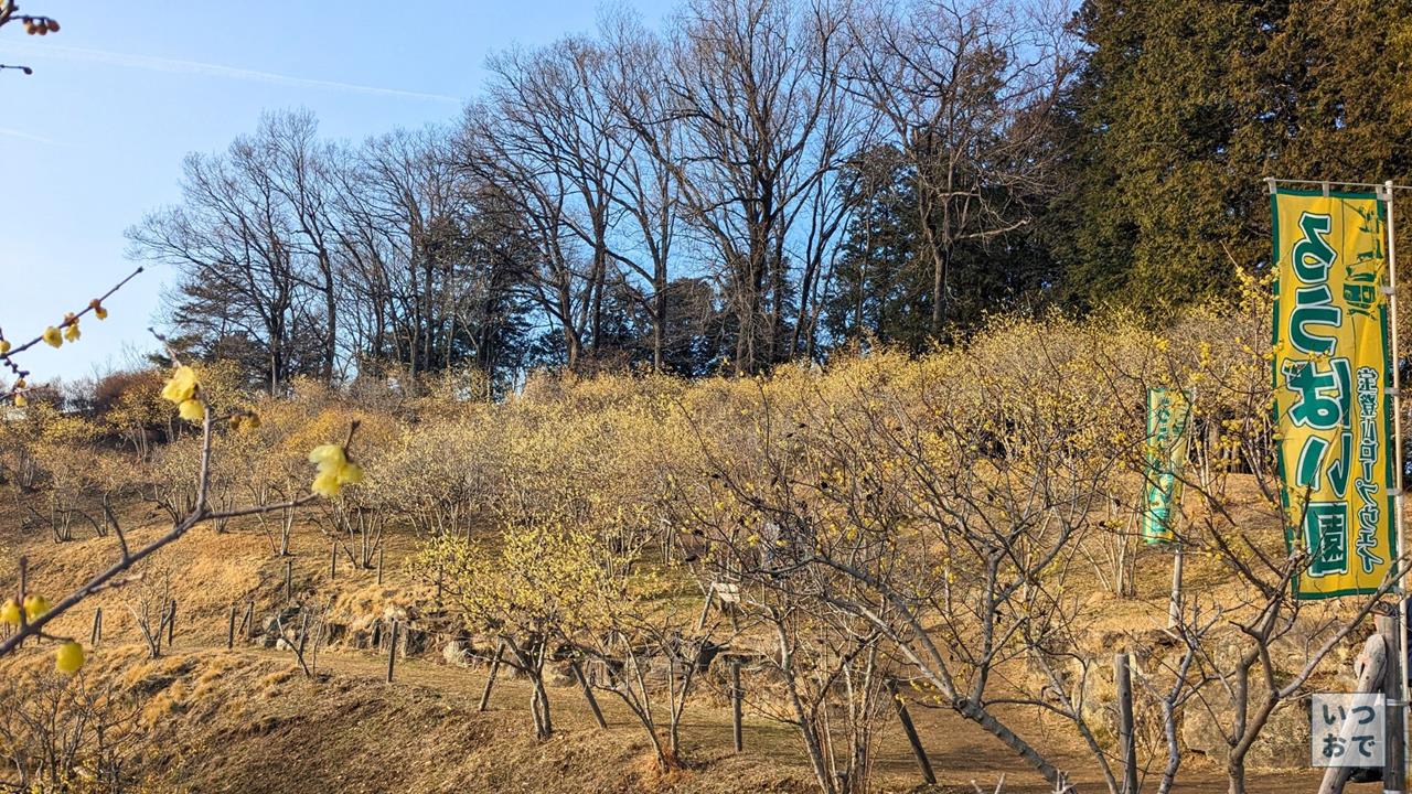 宝登山のロウバイのブログ画像