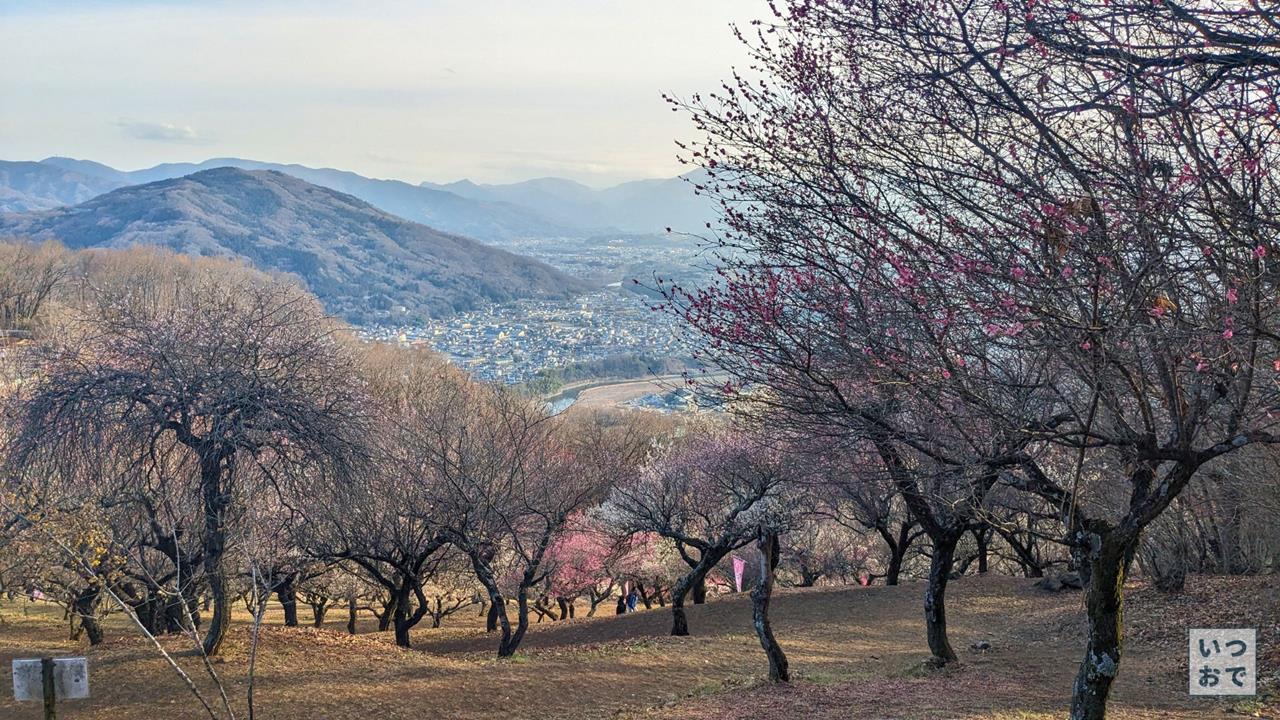 宝登山のロウバイのブログ画像