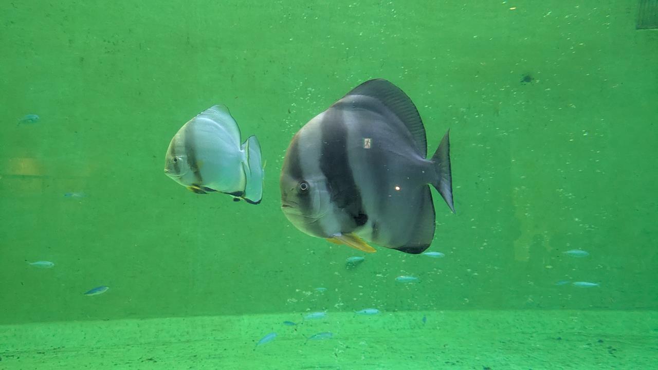 鳥羽水族館旅行のブログ画像