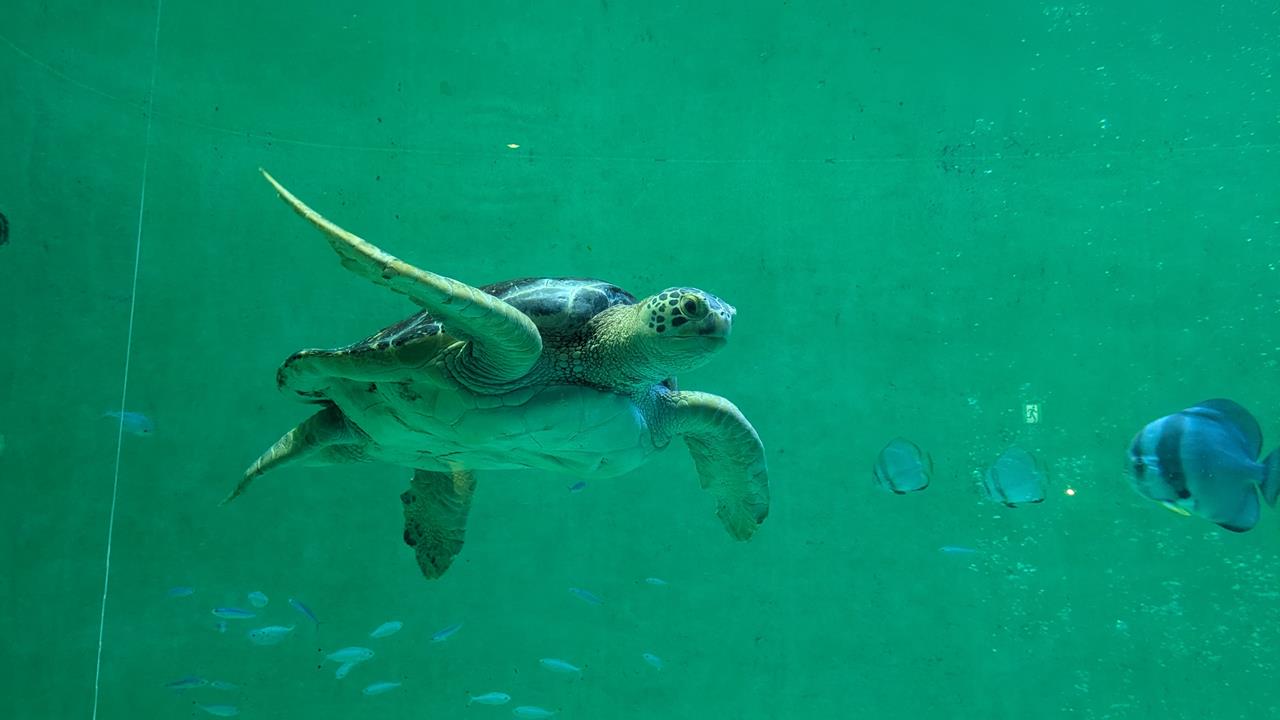 鳥羽水族館旅行のブログ画像