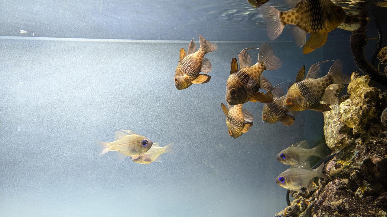 鳥羽水族館旅行のブログ画像