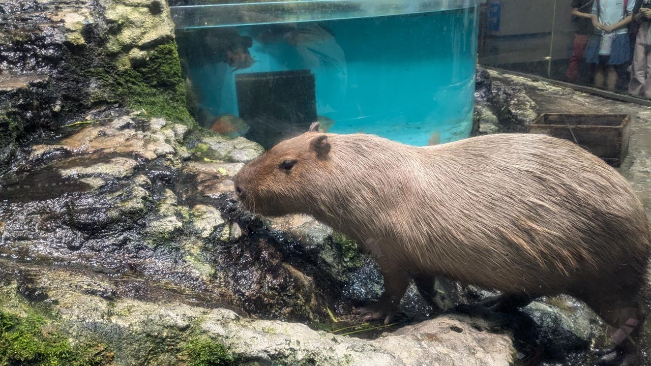 鳥羽水族館旅行のブログ画像