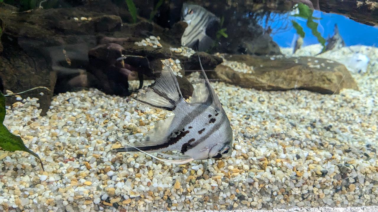 鳥羽水族館旅行のブログ画像