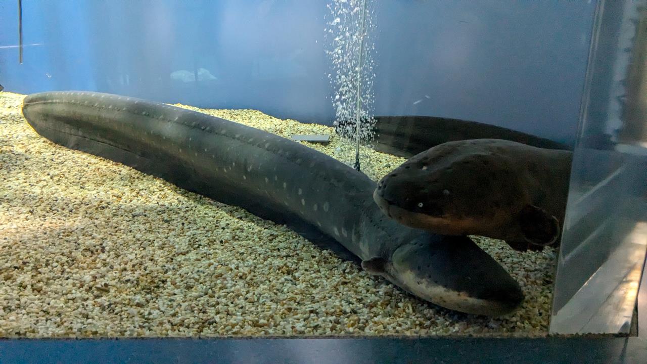 鳥羽水族館旅行のブログ画像